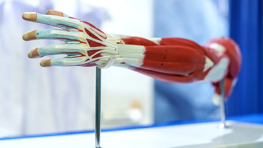 Model showing the muscles of a forearm and hand.