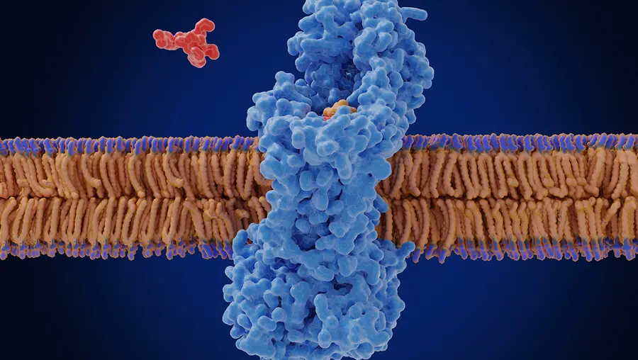 Illustration of a receptor sticking out of a cell membrane with a red molecule approaching the membrane.