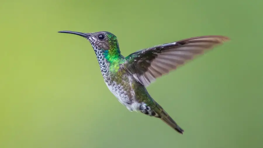 A stock image of a female white-necked jacobin hummingbird.